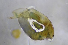 Eurycercus longirostris