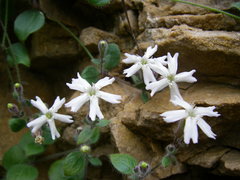 Silene hoefftiana