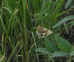 Heliothis adaucta