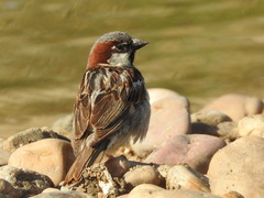 Passer domesticus