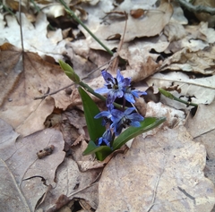 Antherospora scillae