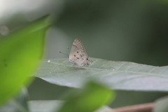 Tmolus echion echiolus