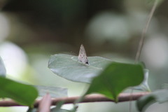 Tmolus echion echiolus