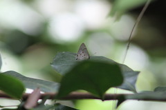 Tmolus echion echiolus