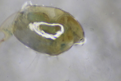 Eurycercus longirostris