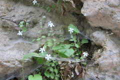 Silene hoefftiana