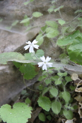 Silene hoefftiana