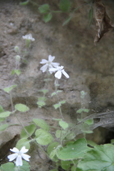 Silene hoefftiana