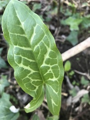 Arum italicum italicum