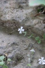 Silene hoefftiana
