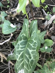 Arum italicum italicum