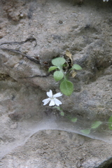 Silene hoefftiana