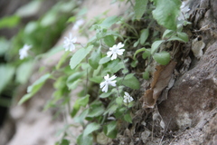 Silene hoefftiana