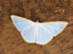Leuciris
