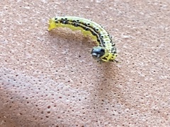 Cydalima perspectalis