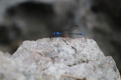Argia gaumeri