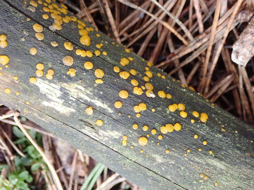 Lašelinis dakrimicis