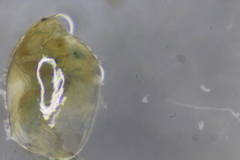 Eurycercus longirostris