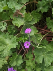 Geranium molle