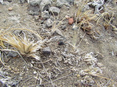Latrodectus mirabilis