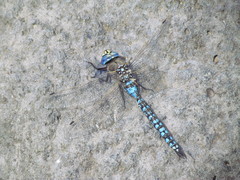 Rhionaeschna variegata