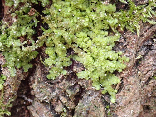 Plokščioji miltuotė