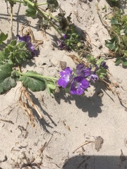 Phacelia patuliflora