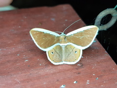 Opisthoxia eustyocharia