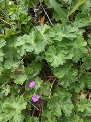 Geranium molle