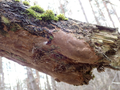 Taškuotoji kempinė