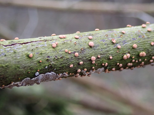 Paprastasis Raudonspuogis