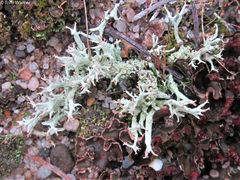 Cladonia labradorica