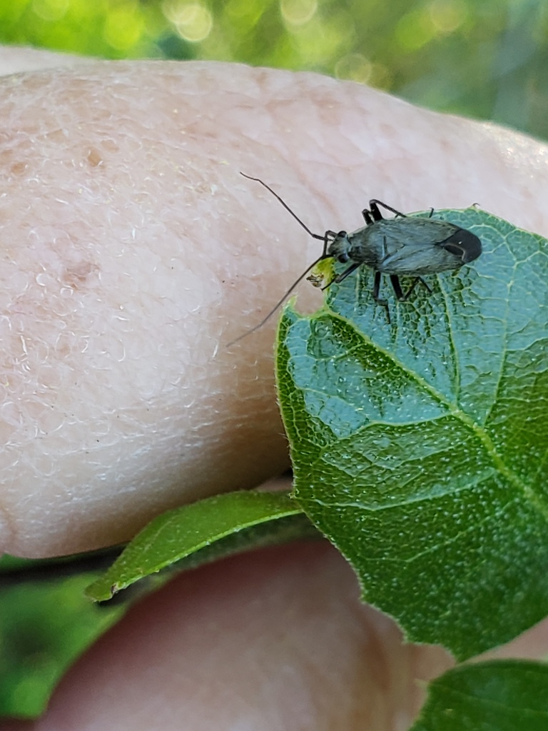 Pacific Grass Bug
