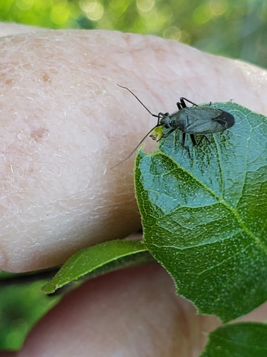 Pacific Grass Bug