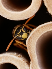 Hymenoptera