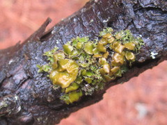 Tuckermanella fendleri