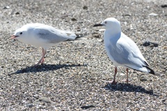 Black-Billed Gull photo 3
