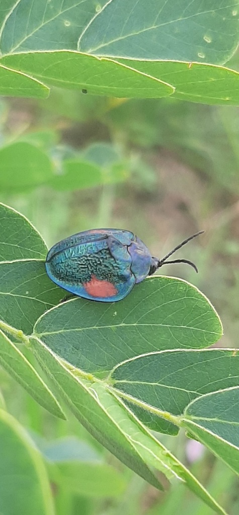 Discomorpha biplagiata