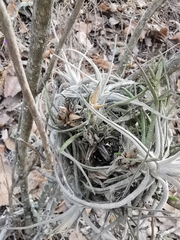 Tillandsia lepidosepala