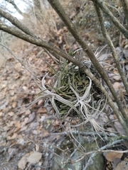 Tillandsia lepidosepala