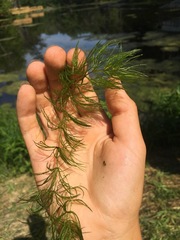Ceratophyllum