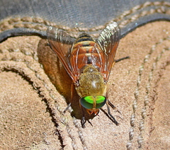 Philipomyia graeca