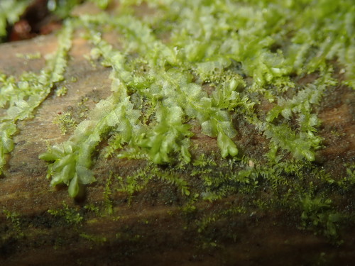 Įvairialapė gludutė