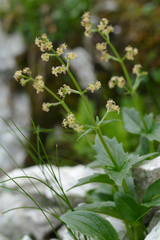 Valeriana elongata
