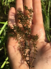Elodea