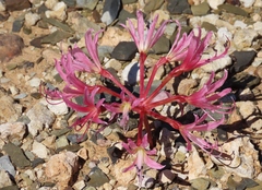 Brunsvigia comptonii