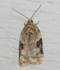 Acleris simpliciana