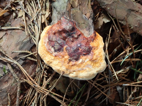 Raudonkraštė pintainė