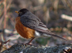 Turdus migratorius