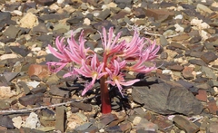 Brunsvigia comptonii